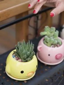 【一周内2400+人拼单】新手多肉植物组合套餐盆栽肉肉植物含花盆带土办公室桌面绿植花卉