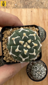 Seedling Astrophytum cv V-Type / Super Kabuto / V 兜 / Cactus Succulents / Kaktus Sukulen