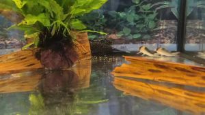 L183 Starlight Bristlenose 白边白珍珠异形