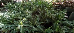 Reverse Spider Plant (Chlorophytum comosum Variegatum) | Live Indoor Air Purifier Plant | Easy Care Ornamental Plant