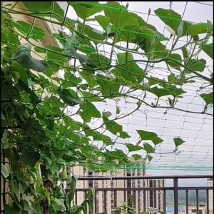 ปลูกถั่ว และปลูกผัก 100 ค้าง ราคาที่ไม่ยุ่งยาก 30 วันหรือยอมรับการเสริมสินค้า