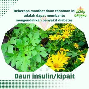 Daun Insulin Herbal Segar Kipait Paitan Fresh Yakon Obat Ampuh Diabetes