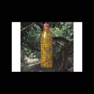 สารล่อแมลงวันทอง เมทิลยูจินอล ขนาด 450 ซีซี มีให้เลือก 1-5 ขวด (METHYL EUGENOL) กับดักแมลงวันทอง น้ำยาล่อแมลงวัน น้ำยาดักแมลงวันทอง สเปรย์กาว 450ml สารล่อแมลงทอง