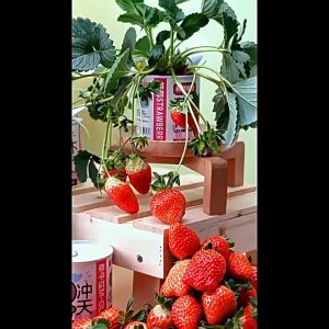 [Local Seller] DIY Plant Kit Little Flower Farm easy to grow vegetables and fruit Kids project Office Mini Potted Plant