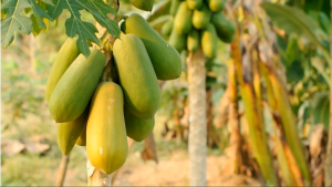 Hybrid Papaya Seeds – Fast Growing Sweet Fruit Variety – Easy to Grow – GreenSoil