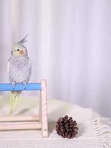 Pet Bird Swing Toys Parrot Wooden Swing Stand Pet Supplies Random Colorful Bird Swing