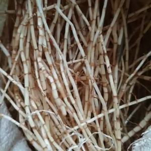 Akar Ilalang Segar 500gr – Alang-Alang Herbal Organik – Empon Empon Tradisional Bahan Jamu Alami