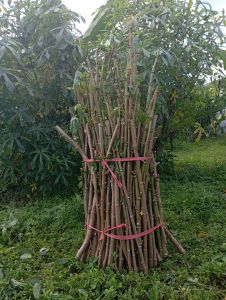 bibit telo papua untuk pakan ternak paket hemat 50 batang panjang 20CM