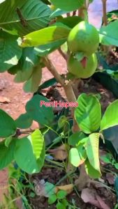 Bibit Jambu Kristal Non Biji Kondisi Sudah Berbuah