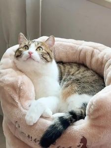 Honeypot Cat | Cactus Multi-layered Cat Tree Climbing Frame Sleeping Basket Warm For Winter