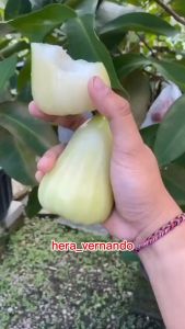 Bibit Jambu Air Madu Deli MDH Super Okulasi