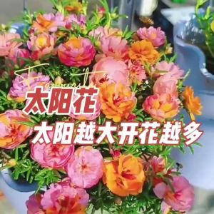 Sunflower seeds bloom all year round and grow rapidly 太阳花种子 四季开花快速生长 容易活making them easy to live. Flower seeds (for outdoor home and garden decoration)