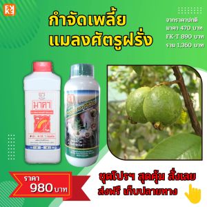 ยาฆ่าเพลี้ย แมลงจำพวกปากดูด ใน ฝรั่ง และพืช เป็นสารชีวภาพปลอดภัย ปลอดสารพิษ มาคาและ FK-T โดย FK