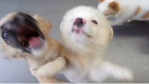 [ CHÍNH HÃNG ] Gel Dinh Dưỡng NUVITA GEL Cho CHÓ MÈO - 120g