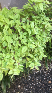 Kurma Ajwa Sahabah 1kg Premium Jumbo Original Kurma Nabi Asli Ajwa Madinah