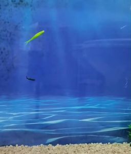 เหยื่อปลอม ปลายาง หนอนยาง ยางนิ่ม หางแฉก แอดชั่นดี 30 ตัว 1.8 g 7 cm คละสี หนอนยางตกปลา หนอนยางเท็กซัส เหยื่อตกปลา เหยื่อมปลอม อุปกรณ์ตกปลา