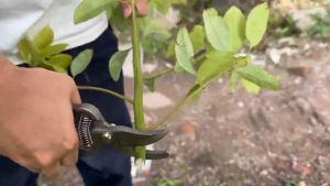 JLD pruning scissors gardening pruning tree scissors fruit tree scissors rough flower shears gardening tools