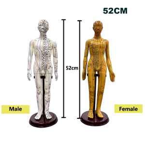 52CM Adult Human Body Acupuncture Model: A Comprehensive Guide