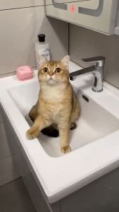 Sikat Mandi Kucing Anjing Silikon & Sisir Pijat Karet tahan air untuk mandi kucing dan anjing