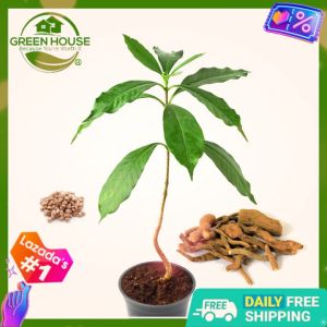 Green House® - Serpentina Seeds for Planting Herbal Plants (15 Seed) incl. Instructions King of Bitter Medical Plant