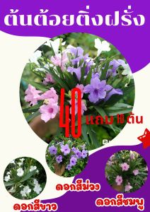 ต้นต้อยติ่งฝรั่ง/ฟ้าประทานพร ตัดกิ่งสด 40 กิ่ง/ชุด คละสี(ชมพู ขาว ม่วง)