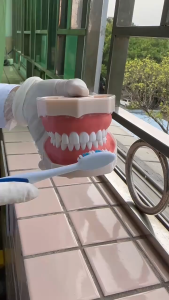 Standard dental Teeth Teaching Model kindergarten dental education models Kid White Tooth Model for Student Tahan lama