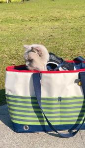 Edenpetz Dog Cat Carrier Bag Max Load 5KG Stripe Navy Style Outer Travel Handbag Pet Shoulder Bag