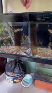 [Mua 2 tặng 1] Mua 2 túi Sâu canxi sấy 1kg tặng 1 túi 500gr - bổ sung dinh dưỡng vật nuôi đều màu tăng trọng dành cho gà đá chim cảnh cá cảnh cá coi rồng úc..