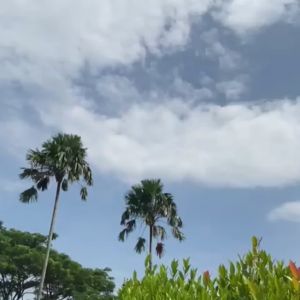 Case hp Dompet Kupu-Kupu Tali Selempang: Keunggulan & Cara Penggunaan