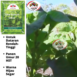 Benih Bibit Biji Bayam Hijau MAESTRO 26000 Butir dari Benih CAP PANAH MERAH