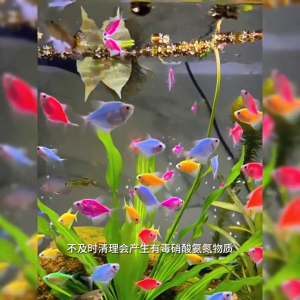 🐠【1000 times water purification】💦1050ml fish nitrifying bacteria aquarium Effect lasts for 100 years Bacteria starter aquarium 1 hours rapid Purification aquarium clear water yee aquarium Bacteria methylene bluealgae remover 亚甲基蓝 硝化细菌鱼缸养鱼水质稳定剂