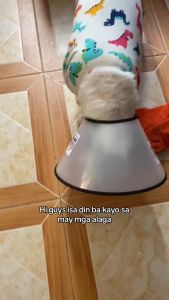 Chicken Pet Dog Toy Squeak Cats Kitten Squeaky Pet Toy Screaming Chicken Yellow Cat Puppy Dogs