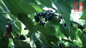 Turpan Xinjiang wild dried mulberries 500g/250g clean sand-free mulberry sand-free large-particle bubble tea (In stock)