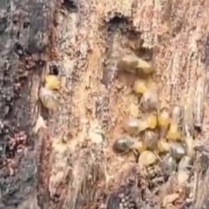 SEMPROTAN OBAT PEMBUNUH RAYAP KAYU DAN TEMBOK MATI SAMPAI KE SARANG PALING AMPUH MURAH