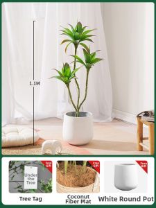 Realistic Simulated Plant Decoration