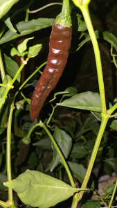 เมล็ดพันธุ์พริกพาซิลล่า บาจิโอ (Pasilla Bajio)