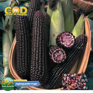 [TERLARIS] BIJI/BENIH TANAMAN JAGUNG KETAN UNGU