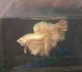 HALFMOON 24K SUPER GOLD BETTA (GRADE AAA) RARE SPECIMENS. 