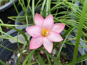 U.หัวดอกบัวดิน Deepness Pink หัวละ 50 บาท