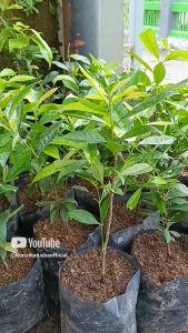 tanaman daun salam Syzygium polyanthum promo