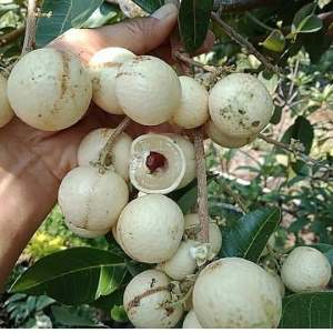 Bibit kelengkeng matalada tanaman buah tabulampot siap tanam cepat buah