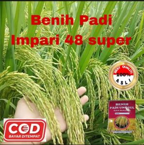 BENIH PADI IMPARI 48 SUPER UNGGUL Kualitas 1kg