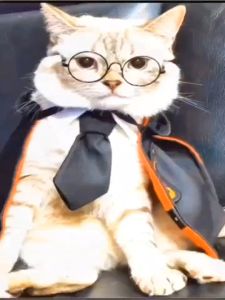 Jual Harry Potter Costume Baju Anjing Kucing Lucu Premium Pet