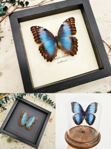 Dieyu: Helen Morphidae Blue Butterfly Has Spread Wings Butterfly Specimens Decorative Painting Christmas New Year Holiday Gift
