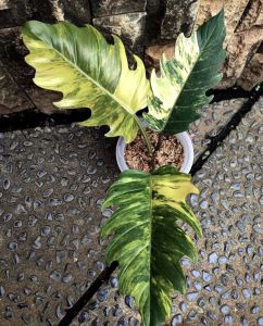 Philodendron caramel marble