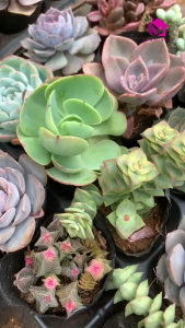 🌵 Sen Đá Size Bầu – Đa Dạng Chủng Loại Dễ Chăm