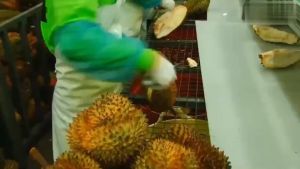 Original Dried Durian Golden Pillow Imported Fresh Durian Meat Freeze-Dried Bulk Casual Snacks (Ran Ran Squirrel)