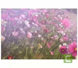 Combo 100 Hạt giống hoa  cánh bướm 9 màu đẹp tỷ lệ nảy mầm cao dễ trồng