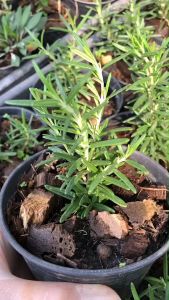 ⚡️FLASH SELL⚡️โรสแมรี่ รุ่นกระถาง4 นิ้ว