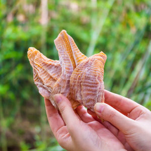 Dried Bamboo Shoot Sichuan Dried Bamboo Shoots Winter Bamboo Shoots Tip Shunan Bamboo Sea Wild Bamboo Shoots Farm Homemade Tender Winter Bamboo Shoots Dry Goods